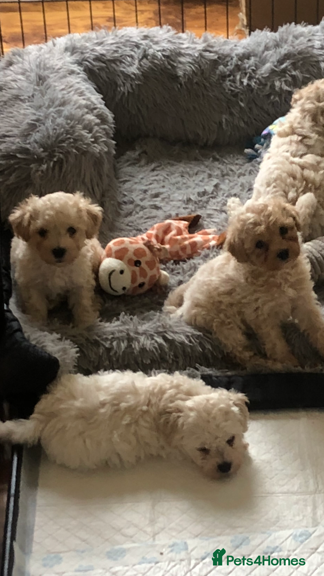 Poochon dogs for sale: Poochon pups for sale  - Image 3