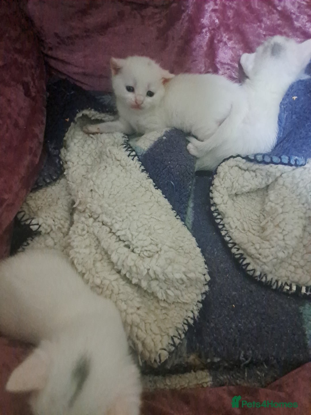 British Shorthair cats for sale: white kittens - Image 2