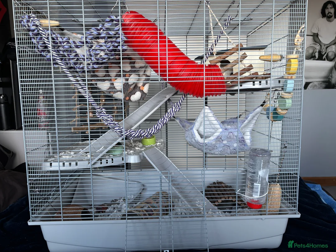 Rat rodents for sale: 2 x male 4 month old rats full set up. - Advert 1
