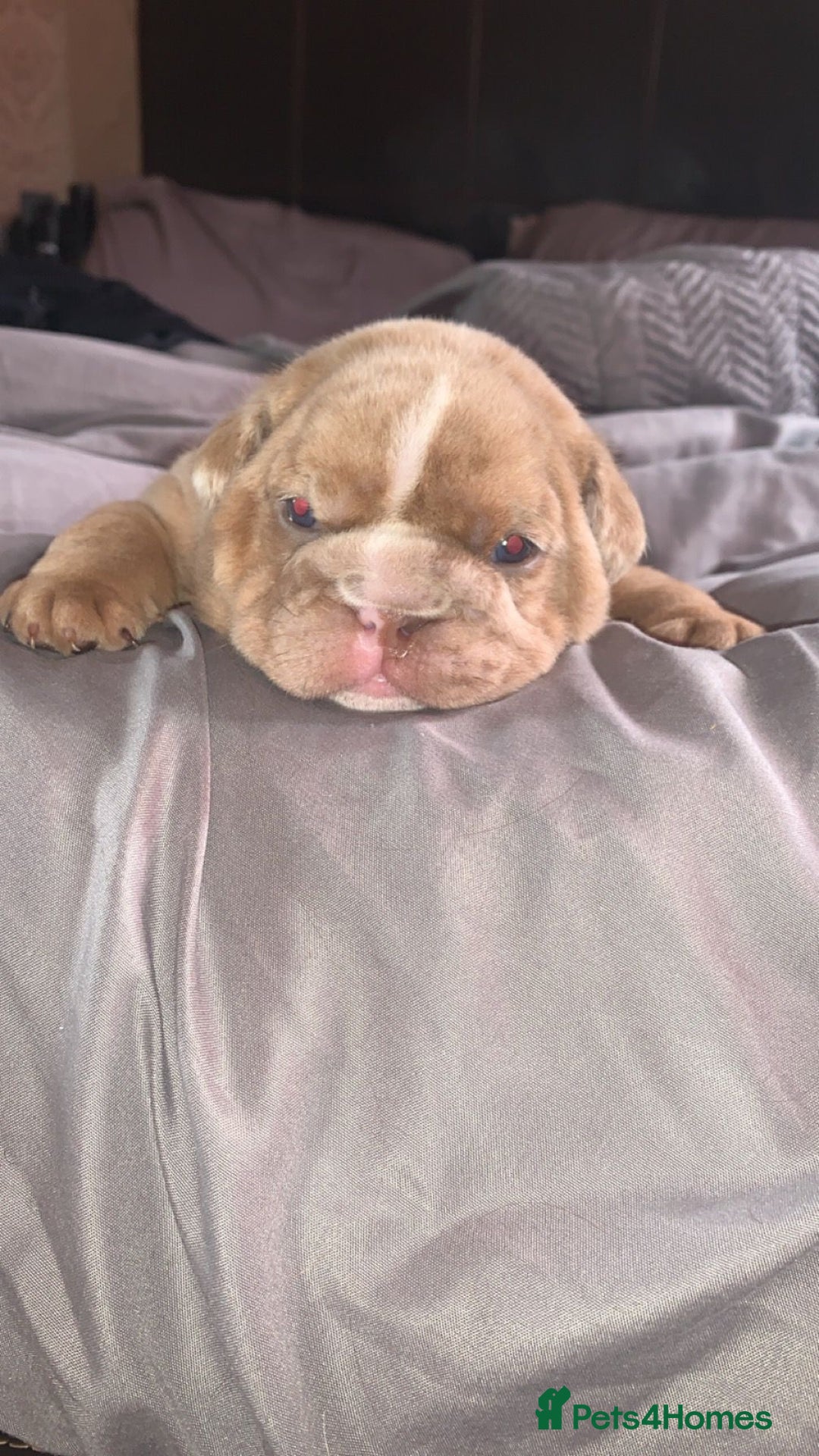English Bulldog dogs for stud: full suited English bulldog stud well proven in Leicester - Advert 15
