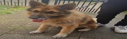 German Shepherd dogs for sale: GERMAN SHEPHERD PUPS  - Advert 13