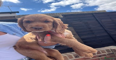 Cocker Spaniel dogs in Gravesend - Advert 13