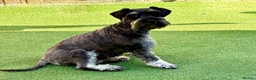 Miniature Schnauzer dogs for sale: 🐾 KC Registered Miniature Schnauzer Puppies - Advert 8