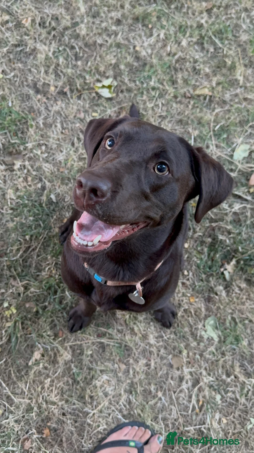 Labrador Retriever dogs for sale: Pedigree Bitch Chocolate Labrador aged 2 in Bicester - Advert 2