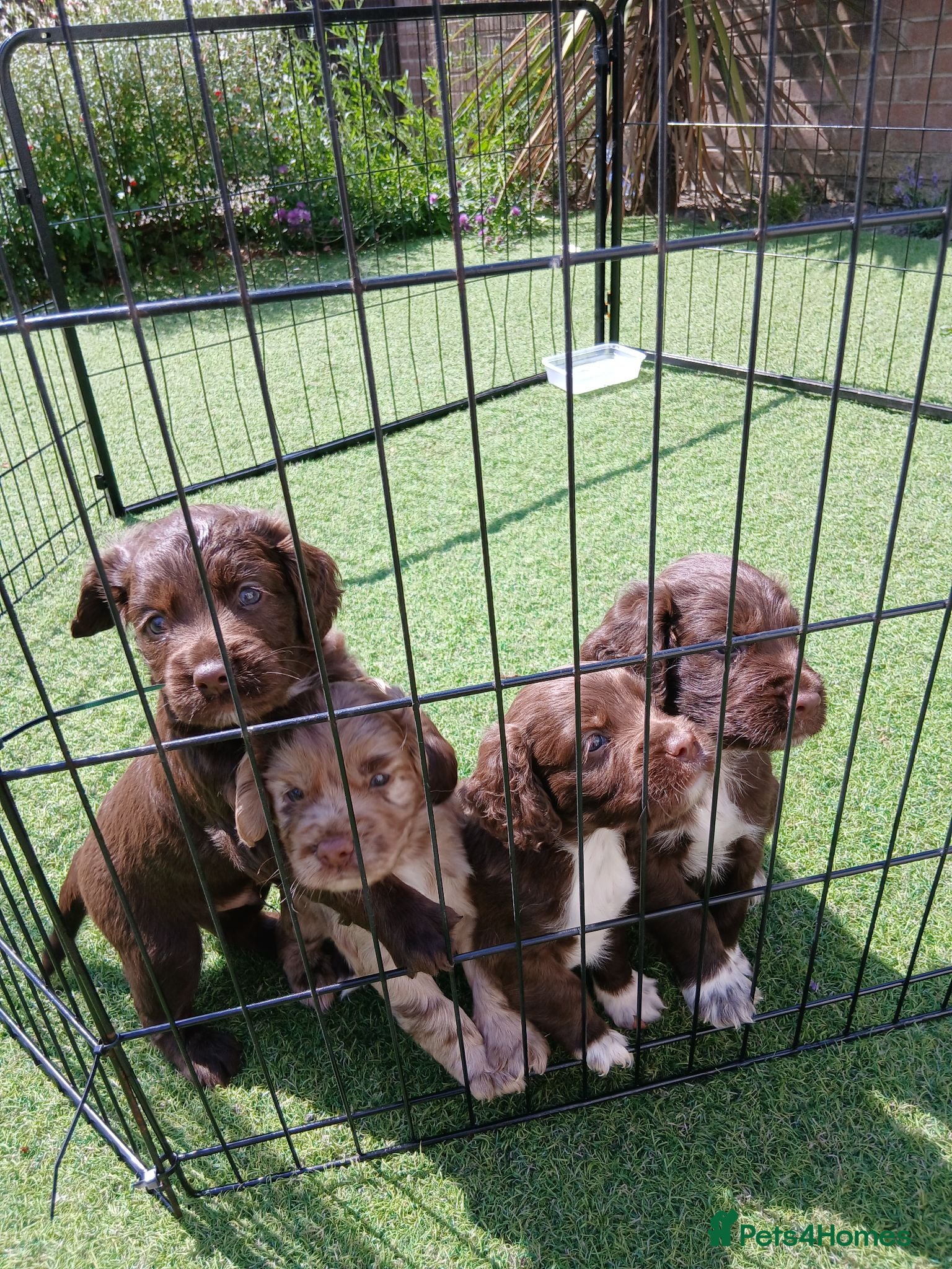 Cocker Spaniel dogs Cocker spaniels puppies  - Advert 4
