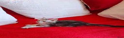 Maine Coon cats for sale: HCM/PKDef/SMA clear TICA silvers poly/non poly  - Advert 3