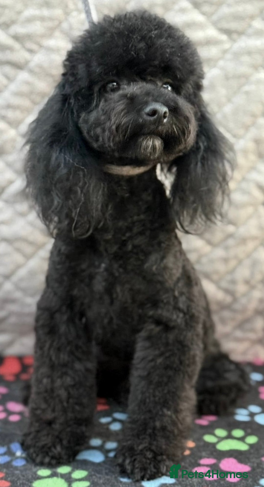 Miniature Poodle dogs for adoption: Bunny’s Story: From Cruelty to Cuddles - Image 5