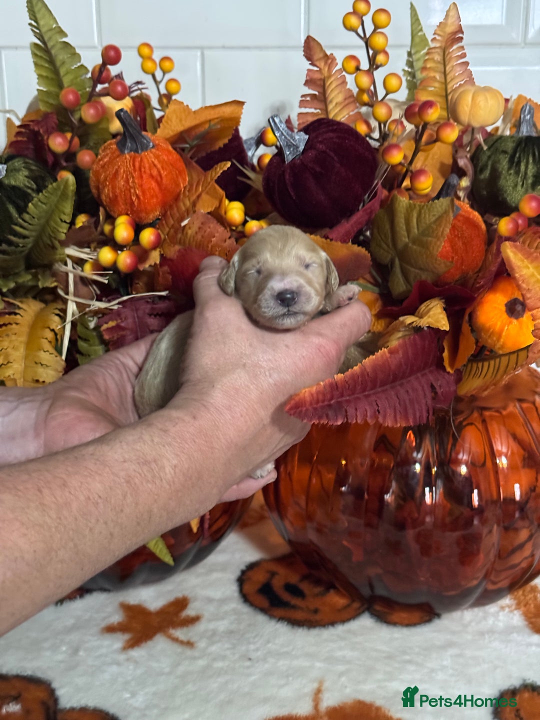 Mini Goldendoodle dogs for sale: 4 left mini gorgeous goldendoodles dna clear  - Image 2