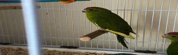 Parakeets birds for sale: Kakariki Parrots in Blyth - Advert 8
