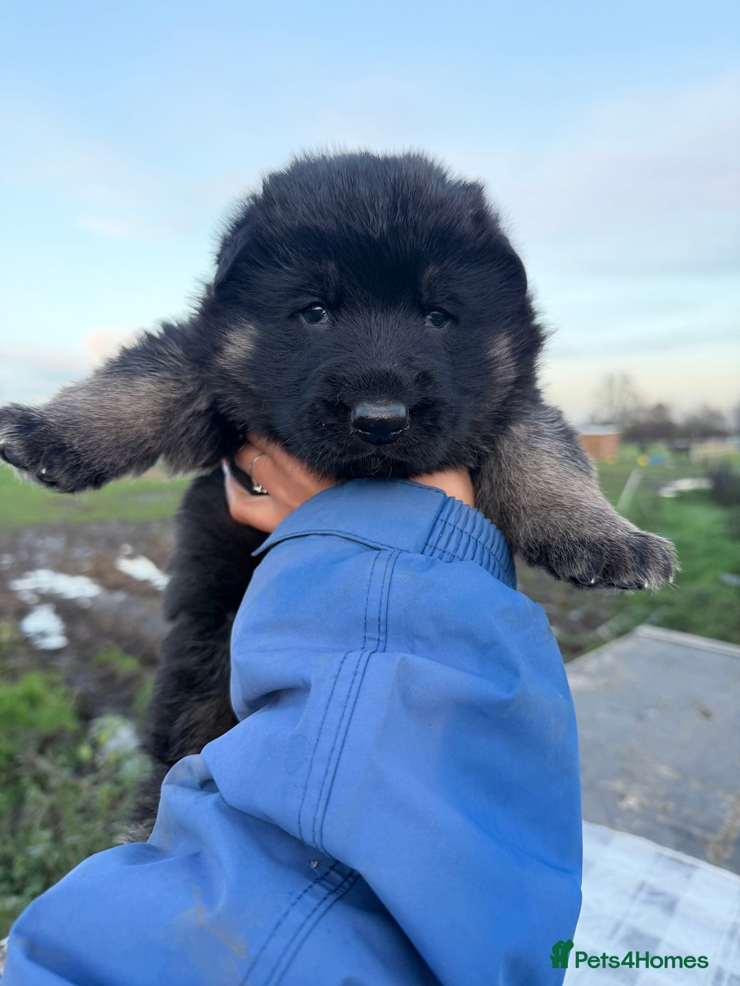 German Shepherd dogs for sale: Beautiful German shepherd pups available  - Advert 4