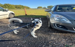 Siberian Husky dogs for sale: Siberian husky male  - Image 2