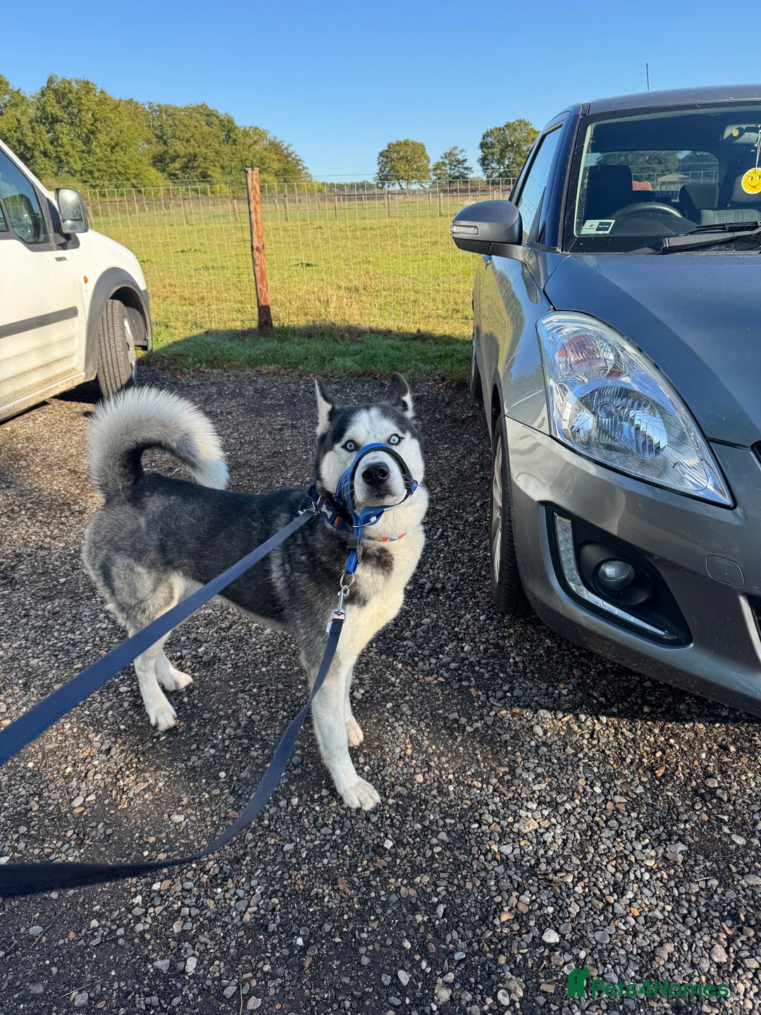 Siberian Husky dogs for sale: Siberian husky male  - Image 2