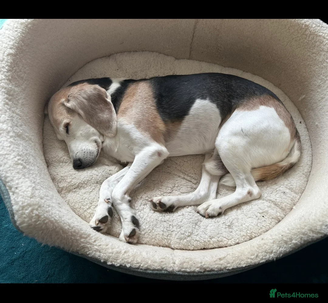 Beagle dogs for adoption: Sam needs a perfect retirement home - Advert 4