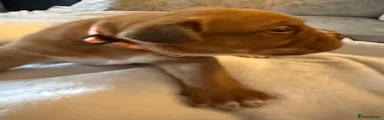 Dogue De Bordeaux 4