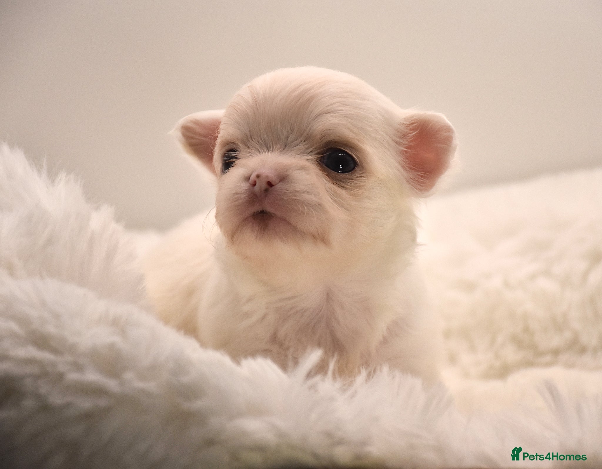 Chihuahua dogs ⭐️Classic Apple Head, KC Long Coated Chihuahuas ⭐️ - Advert 1
