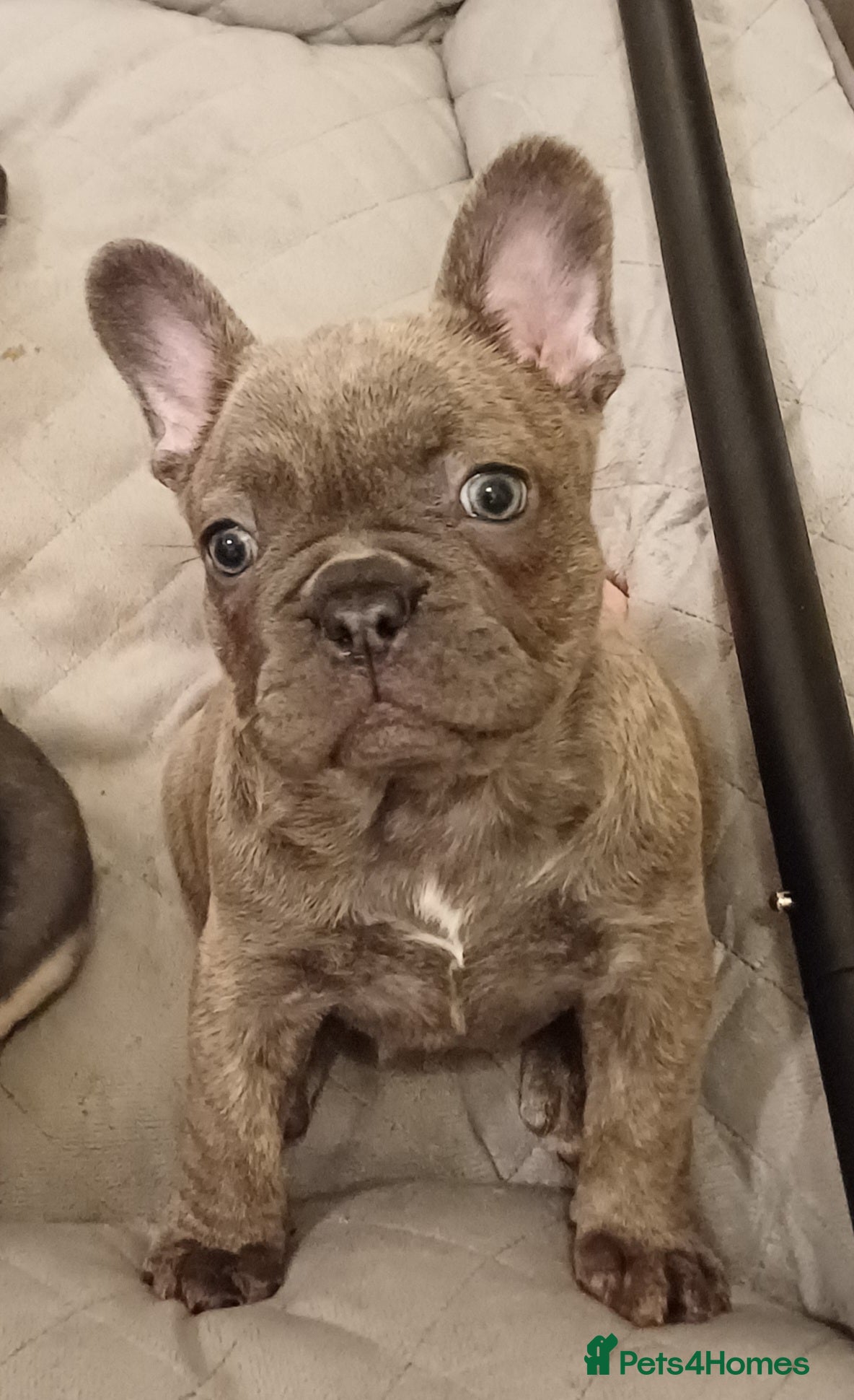 French Bulldog dogs Beautiful litter of amazing babies  - Advert 4