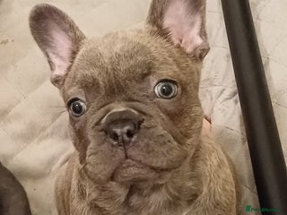 French Bulldog dogs Beautiful litter of amazing babies - Advert 4