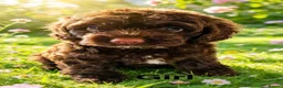 Cockapoo dogs for sale: DNA CLEAR, Merle Cockapoos, Ready 6th Novemeber - Advert 2