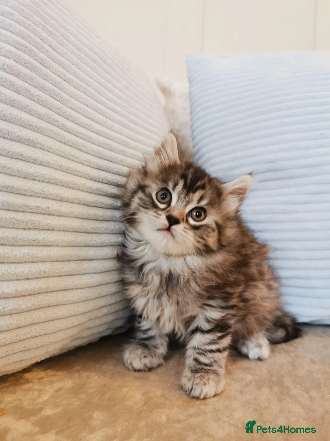 Maine Coon cats for sale: Big, Chunky, Blue Maine Coon Boy. - Advert 4