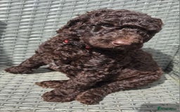 Newfypoo dogs for sale: 🐾 Beautiful Newfypoo x Standard Poodle Puppies 🐾 in Doncaster - Image 25