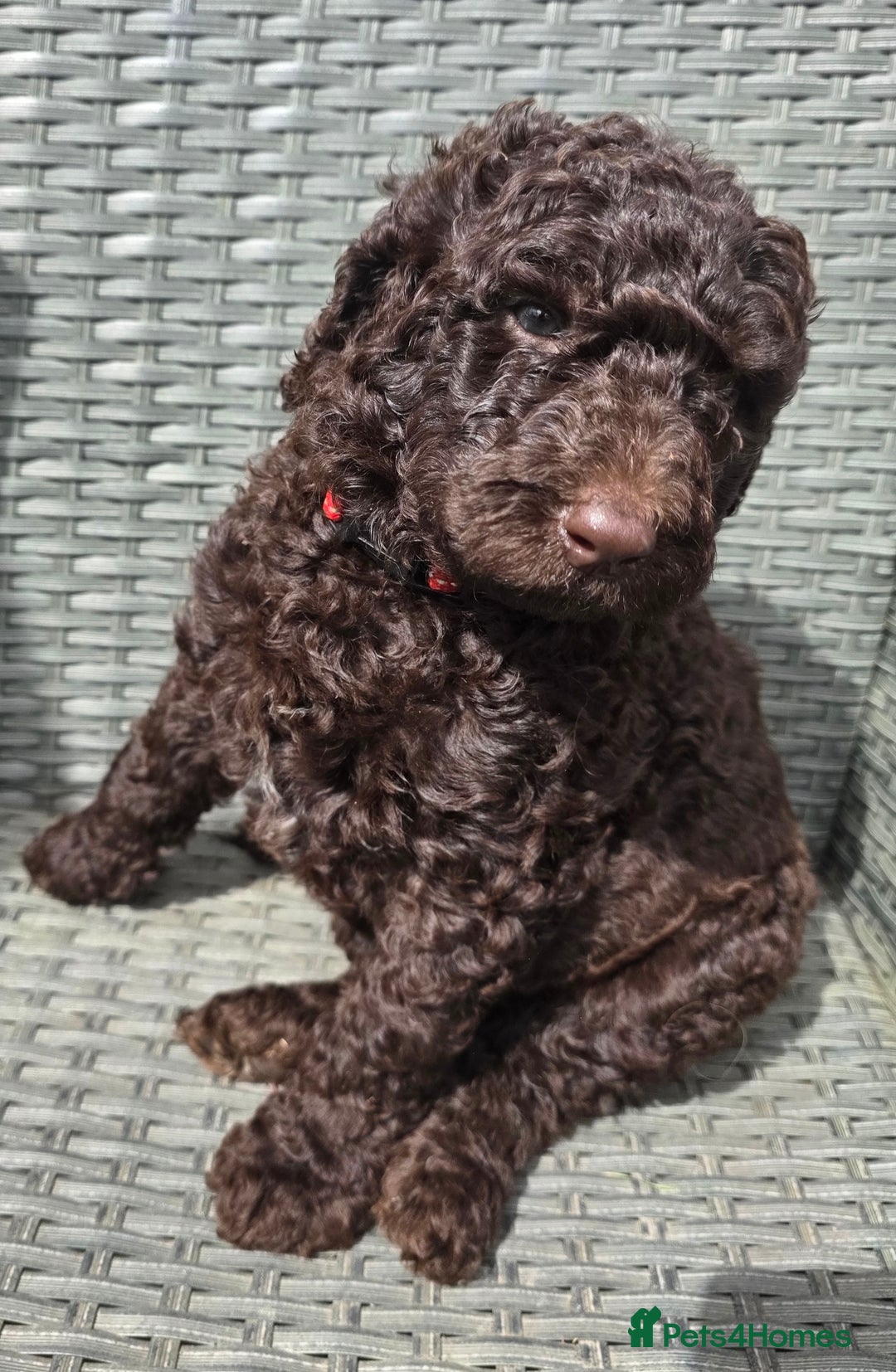 Newfypoo dogs for sale: 🐾 Beautiful Newfypoo x Standard Poodle Puppies 🐾 in Doncaster - Image 25