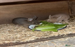Netherland Dwarf rabbits for sale: Netherland dwarf does - Image 1