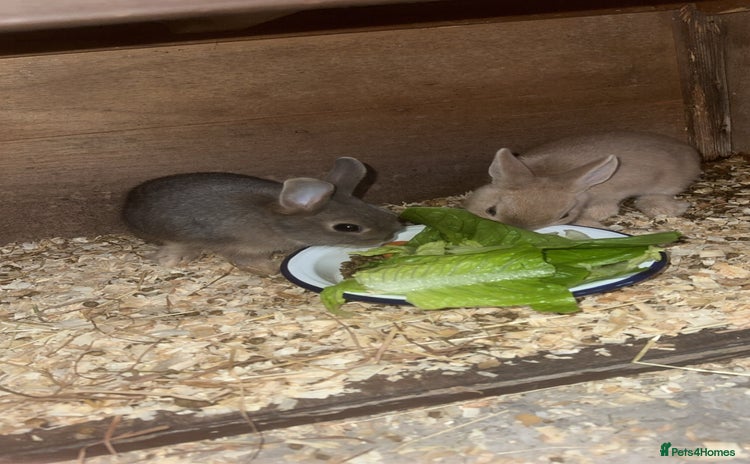 Netherland Dwarf rabbits - Advert 1