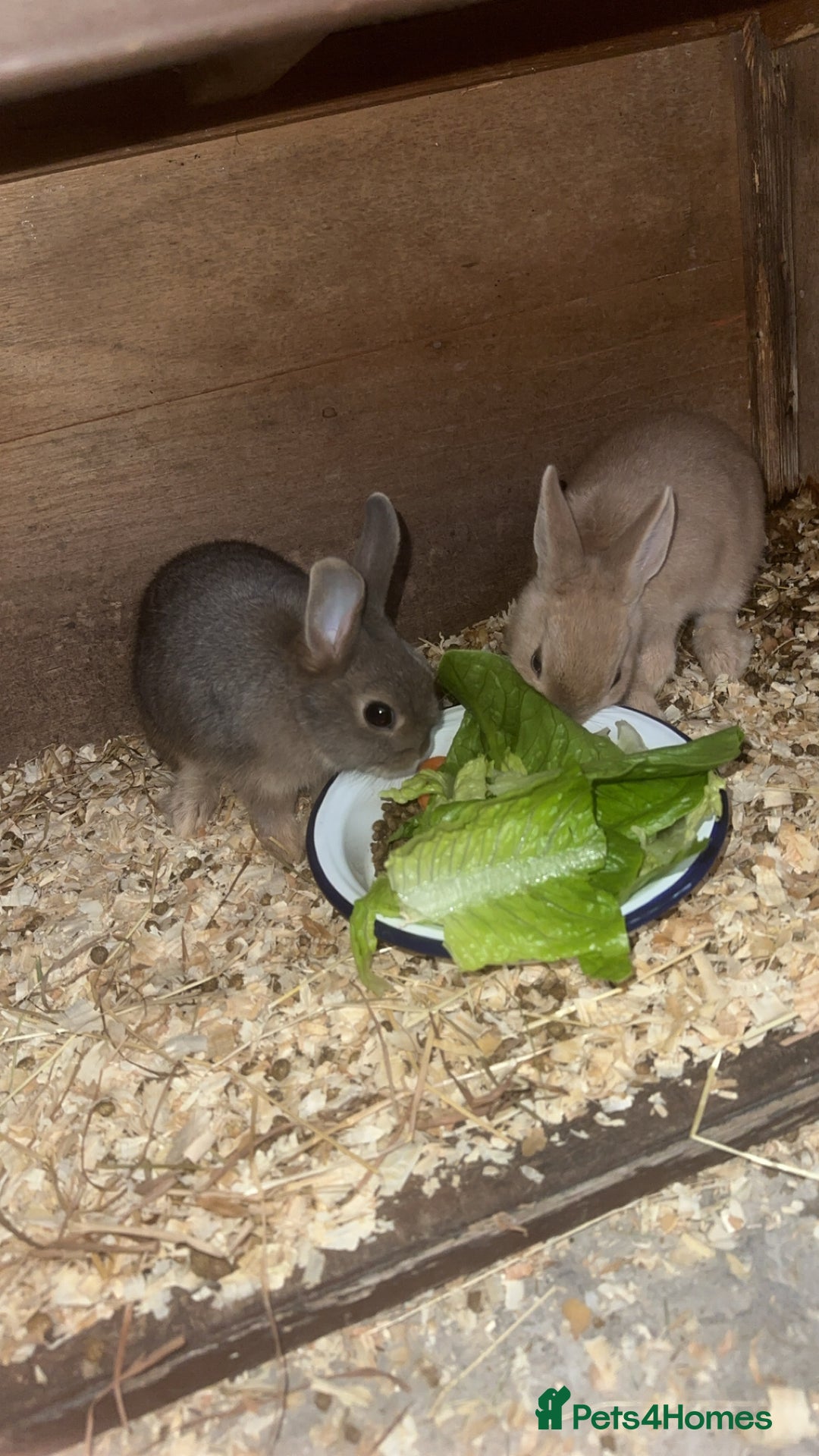 Netherland Dwarf rabbits for sale: Netherland dwarf does - Image 1
