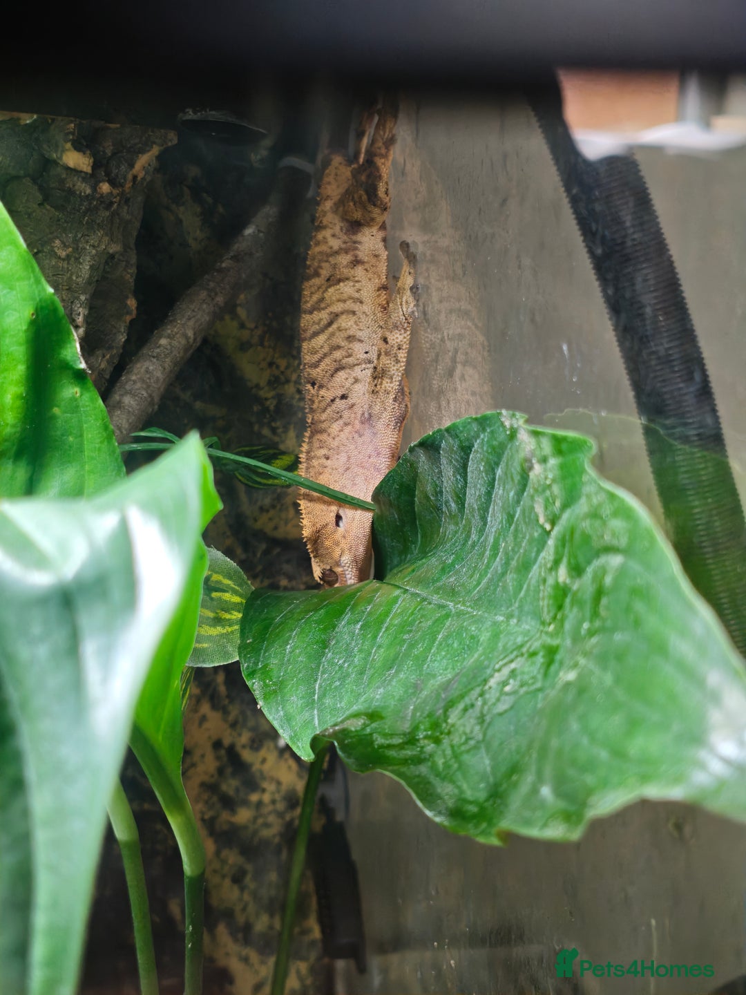 Gecko reptiles for sale: Crested gecko and setup - Image 4