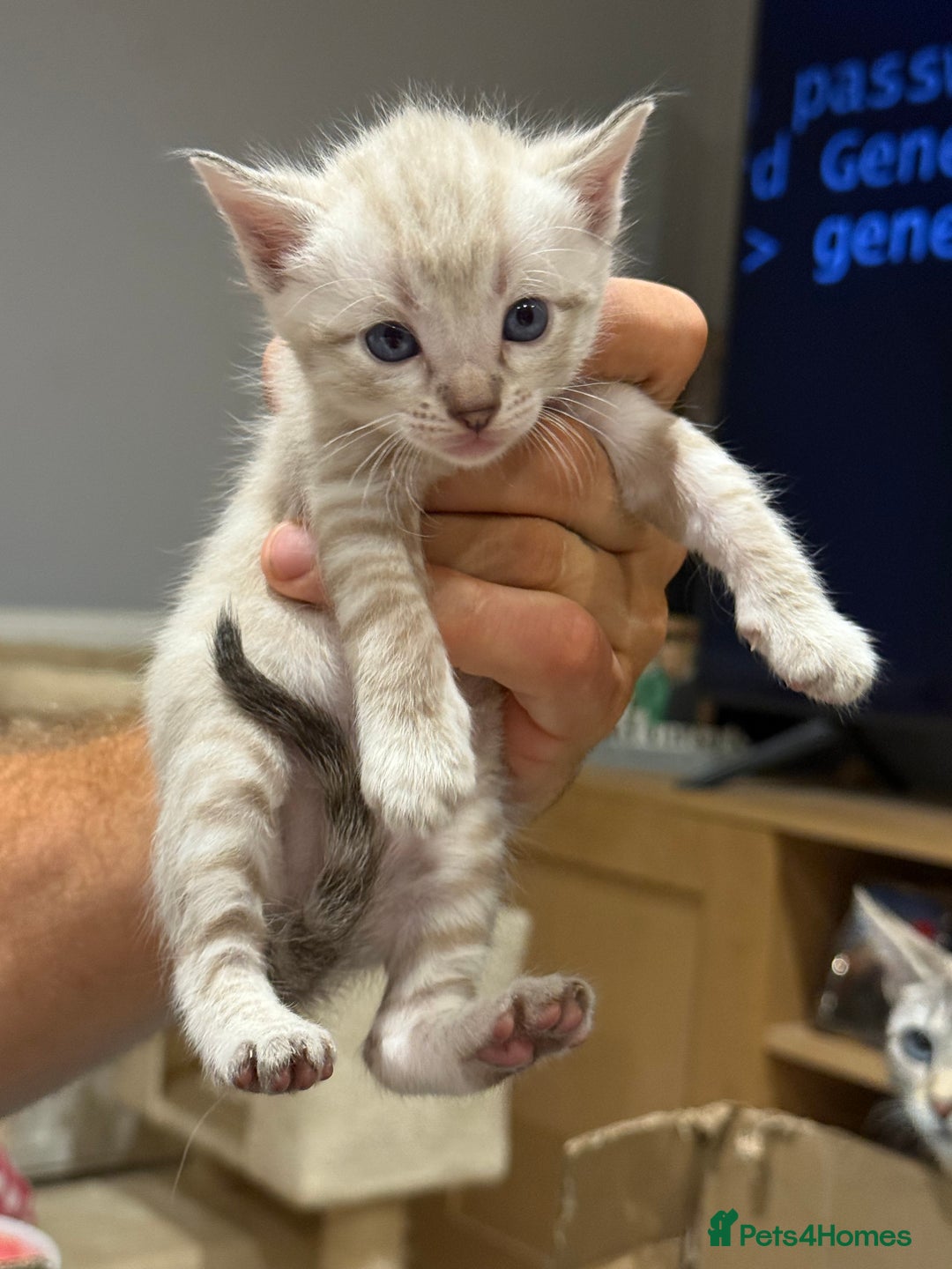 Bengal cats for sale: 7 Snow Bengal Kittens – Stunning Markings! - Image 3