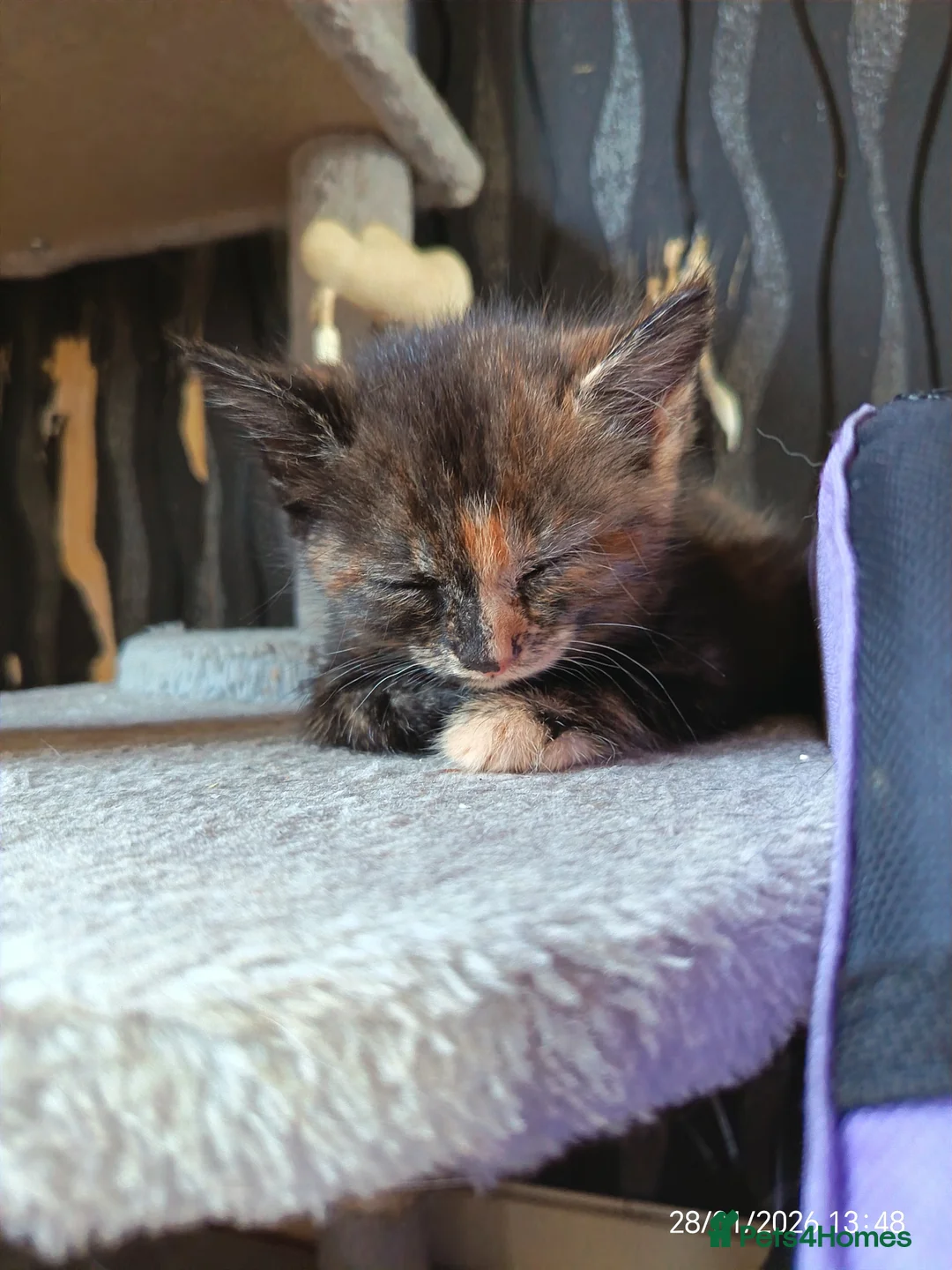 Mixed Breed cats for sale: Tortieshell female kitten - Advert 9