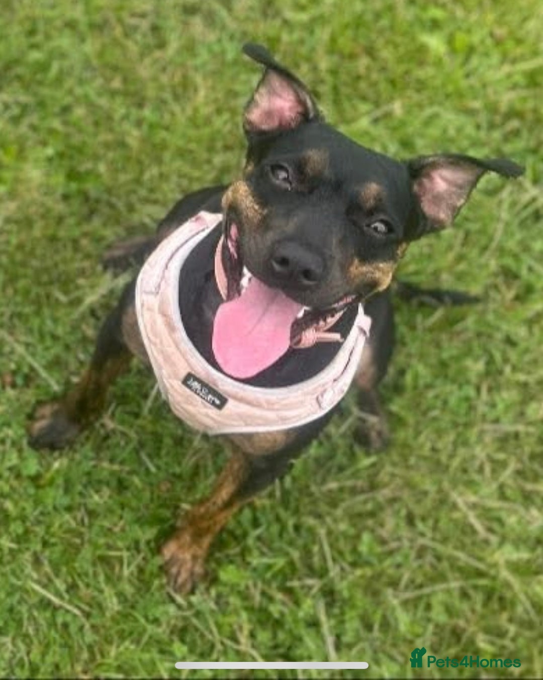 Mixed Breed dogs for sale: Callie- Staffy Mix  - Image 9