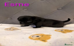 Pug dogs for sale: Pug Puppies - Image 17