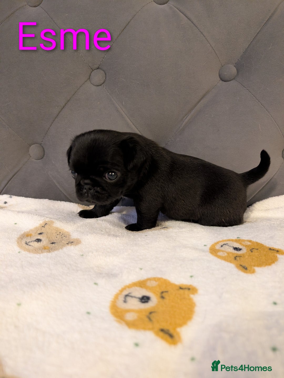Pug dogs for sale: Pug Puppies - Image 17