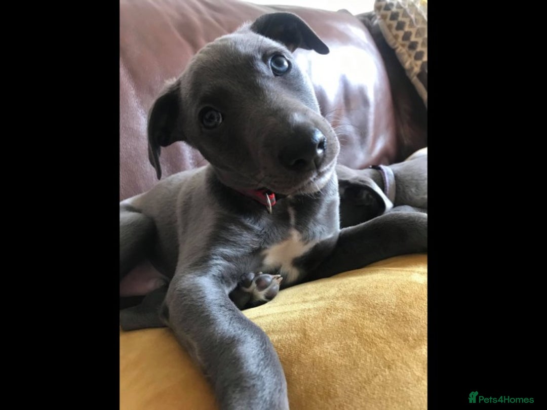 Whippet dogs for stud: BLUE PEDIGREE KC REGISTERED WHIPPET AT STUD in Salisbury - Image 5