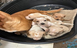 Bocker dogs for sale: Beautiful bocker/beagle puppies - Image 9