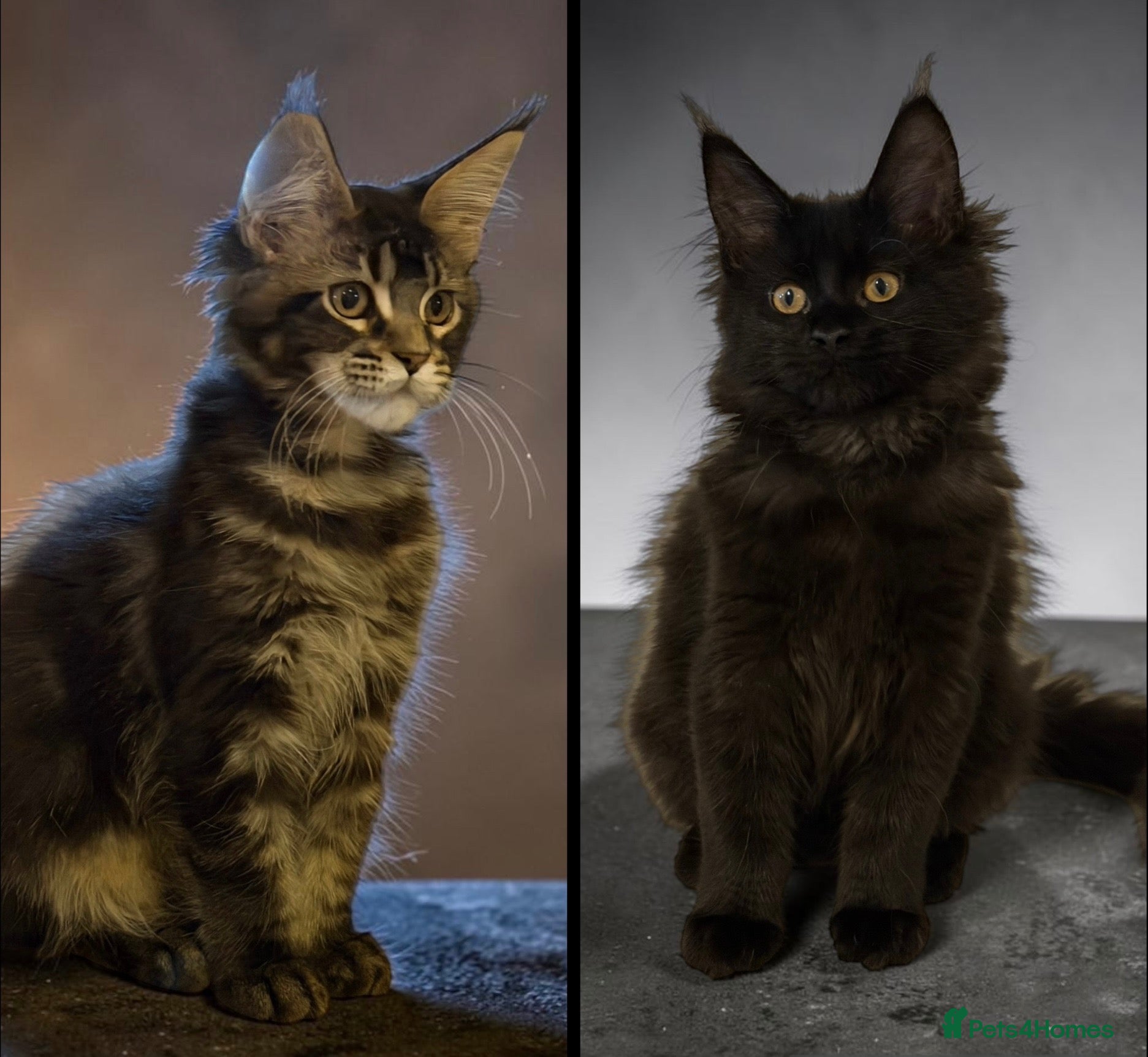 Maine Coon cats TICCA Registered MaineCoon Kittens (PetOnly) - Advert 1