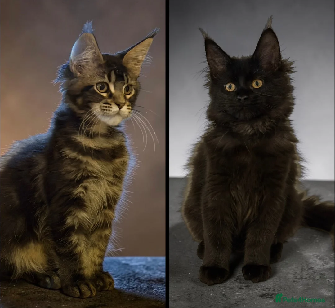 Maine Coon cats for sale: TICCA Registered MaineCoon Kittens (PetOnly) - Advert 2