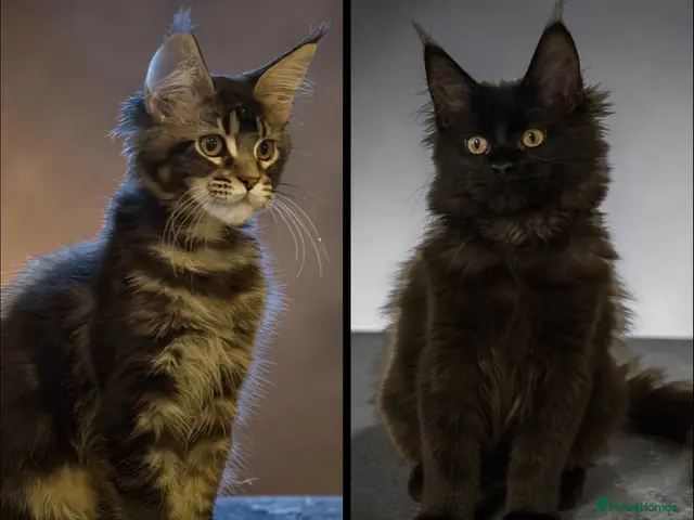 Maine Coon cats for sale: TICCA Registered MaineCoon Kittens (PetOnly) - Advert 2