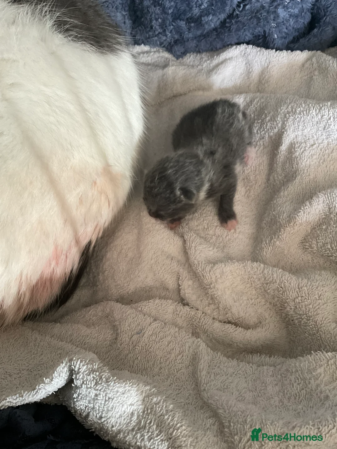 Mixed Breed cats for sale: Ready to leave mum  **  sunday - Advert 5