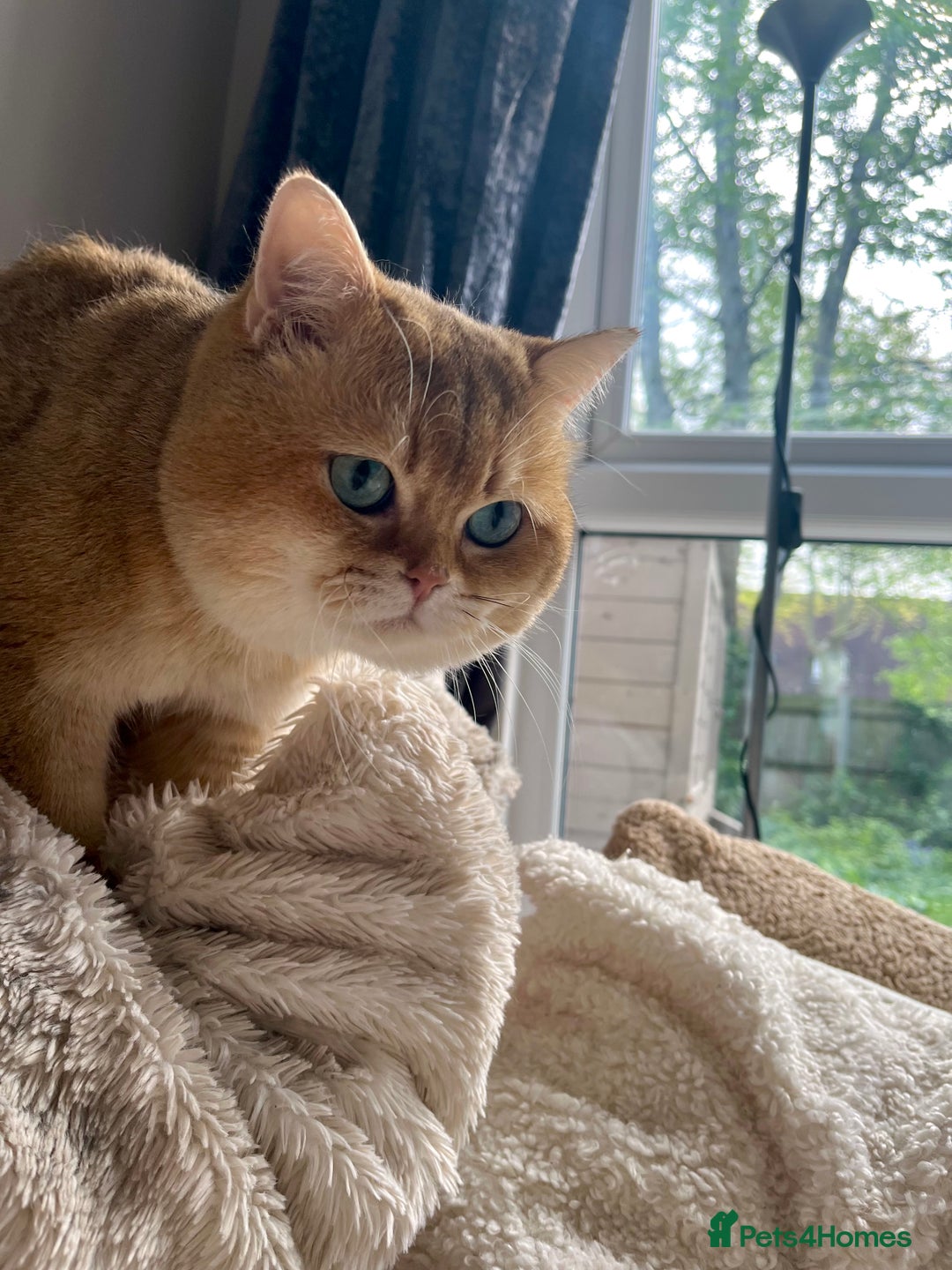 British Shorthair cats for stud: PLEASE READ! Golden BSH with Championship lines in London - Advert 2