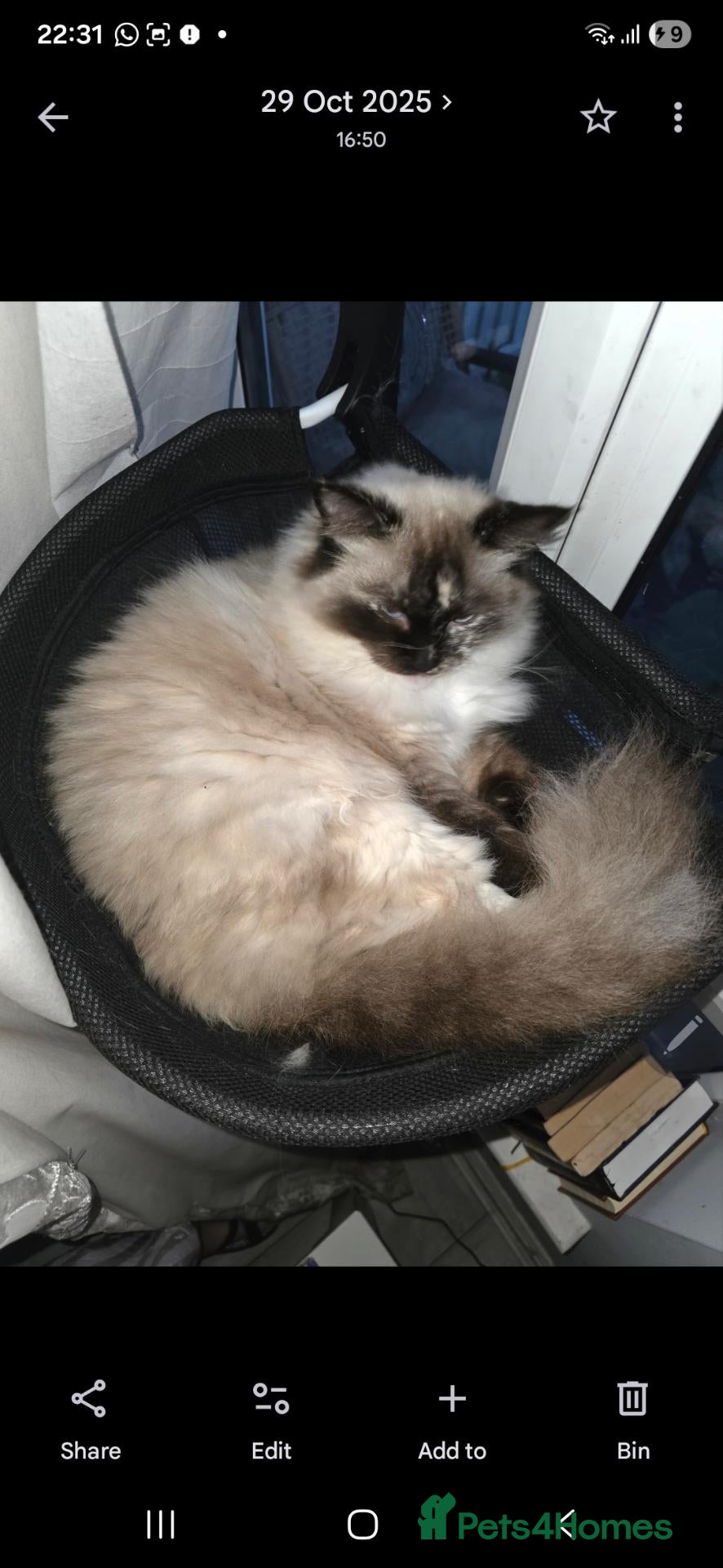 Ragdoll cats Lonely ragdoll in need of company and new home - Advert 1