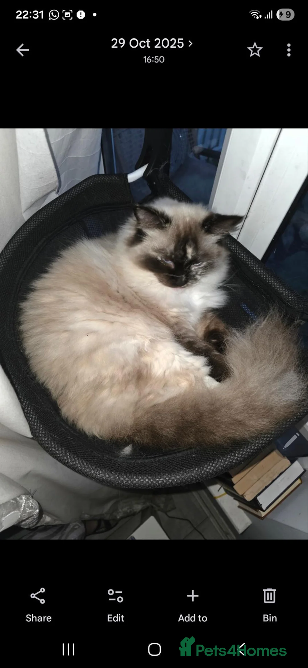 Ragdoll cats for sale: Lonely ragdoll in need of company and new home - Advert 1