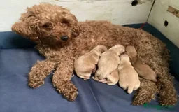 Maltipoo dogs for sale: MALTIPOO. Korean Maltese x Toy poodle.  4 boys - Image 4