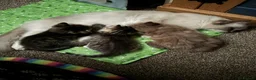 Mixed Breed cats for sale: Two Gorgeous Half Ragdoll Kittens. - Advert 2