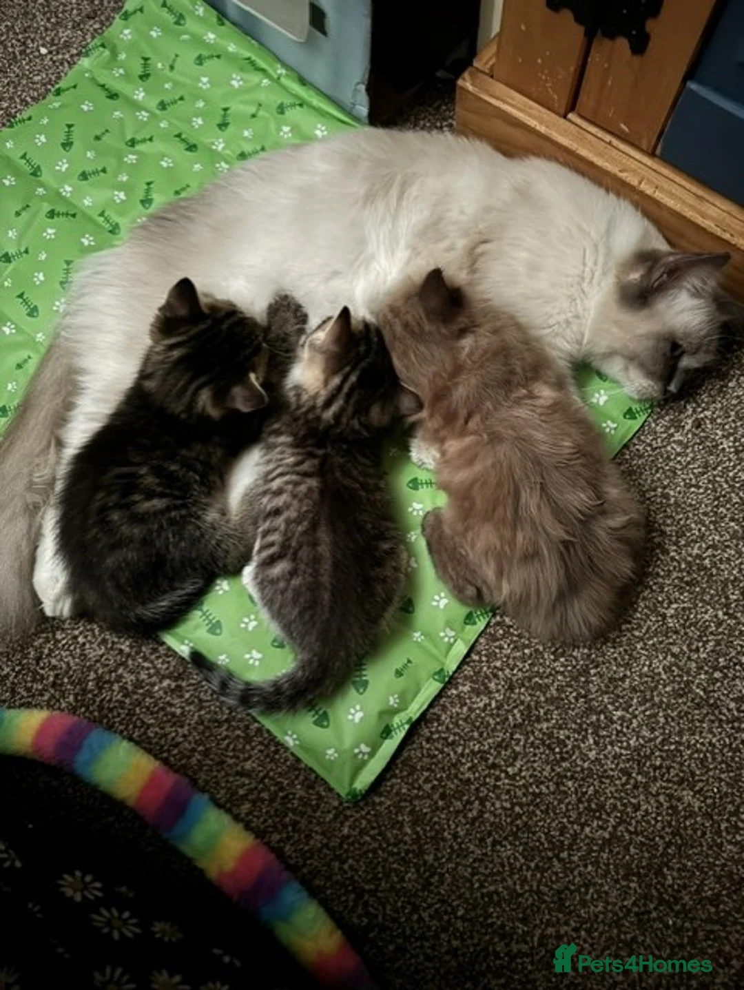Mixed Breed cats for sale: Two Gorgeous Half Ragdoll Kittens. - Advert 2