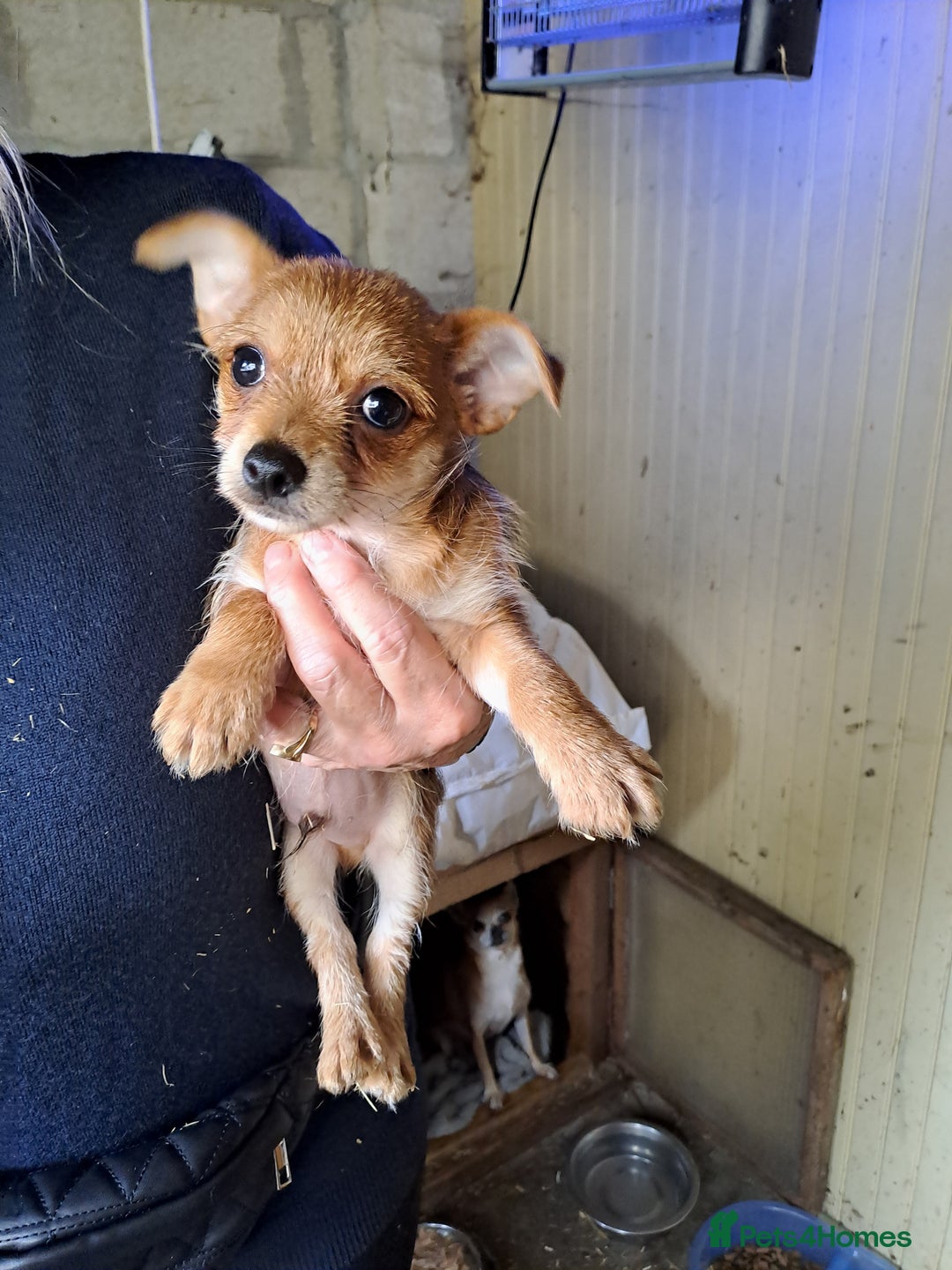 Chorkie dogs for sale: Beautiful Chorkie Puppies - Image 3