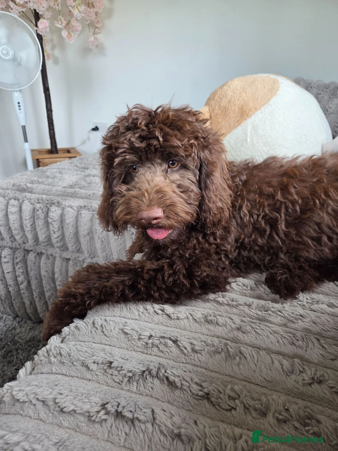 Cockapoo dogs for sale: Beautiful chocolate cockapoo pup - Advert 5