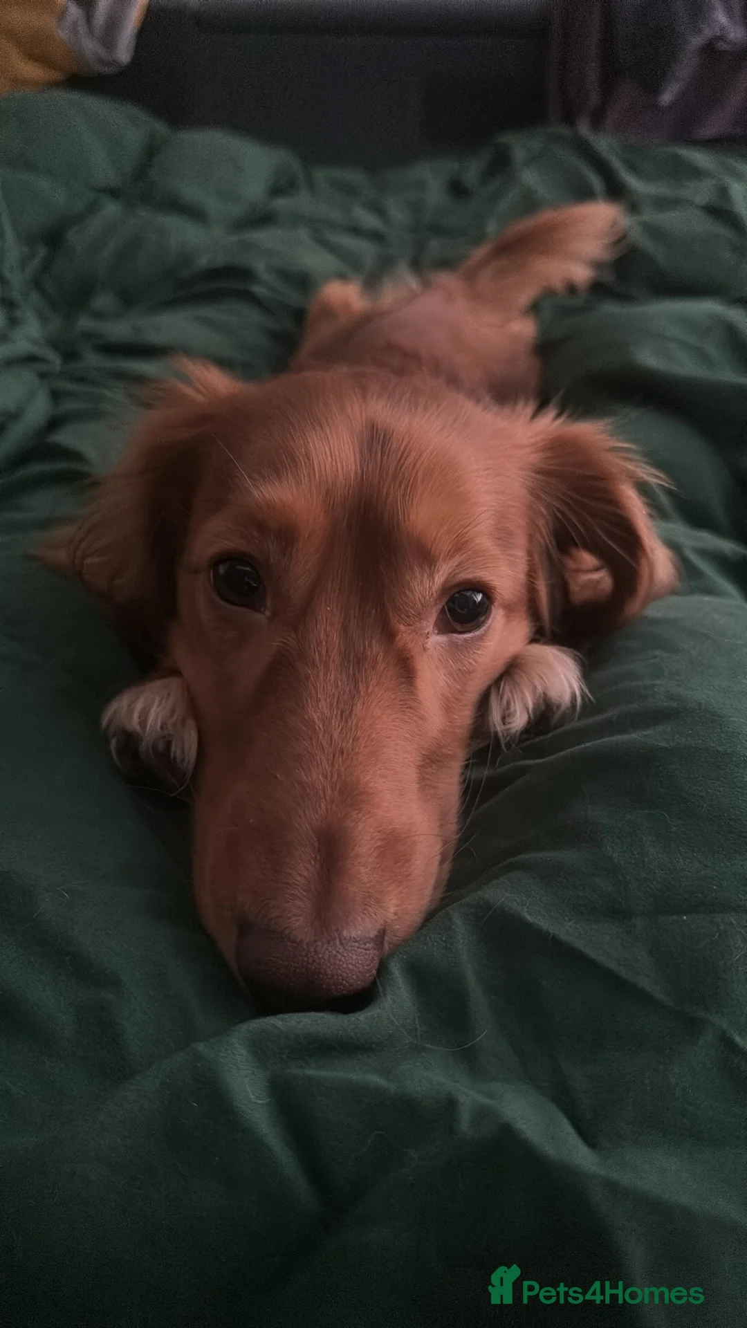 Dachshund dogs for sale: Beautiful male Dachshund  - Advert 2