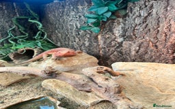 Bearded Dragon reptiles for sale: Red Bearded Dragon & full set up - Image 6